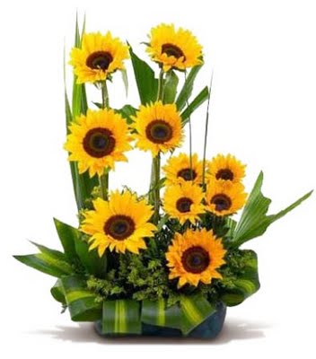 Girasoles