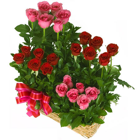 Rosas rojas escalonadas