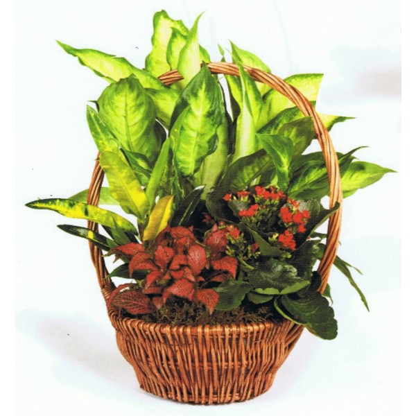 Mini Jardín con plantas variadas