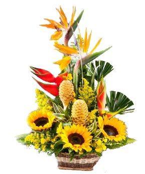 AGASAJO - Domi Delivery