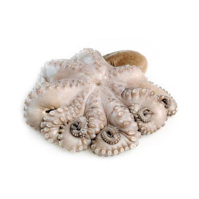 Pulpo nacional 500g - Domi Delivery