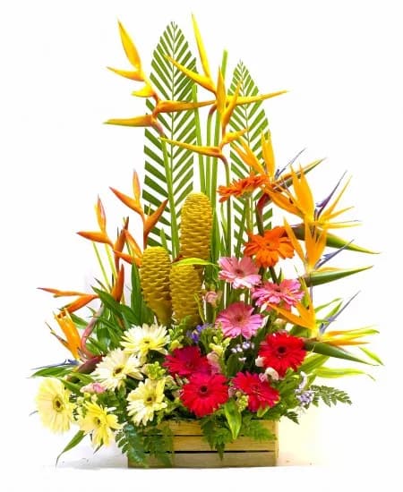 Tropicales y gerberas